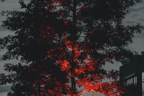 david-von-diemar-5Zlz_pm1x1U-unsplash